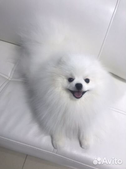 Белый померанский шпиц вязка