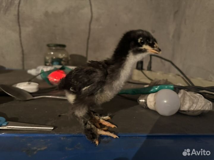 Цыпленок суточный брама