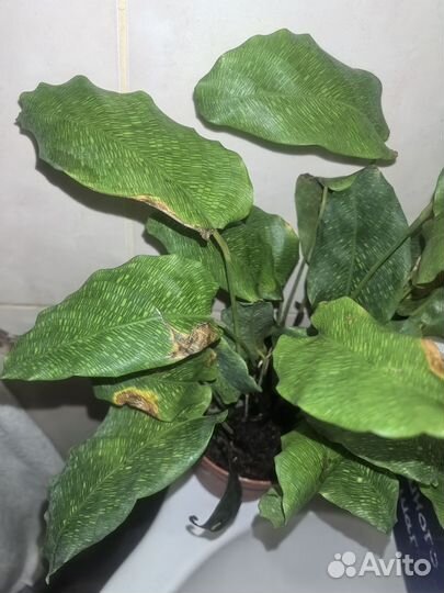 Калатея нетворк