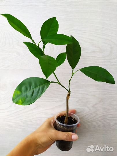 Цитрусовые