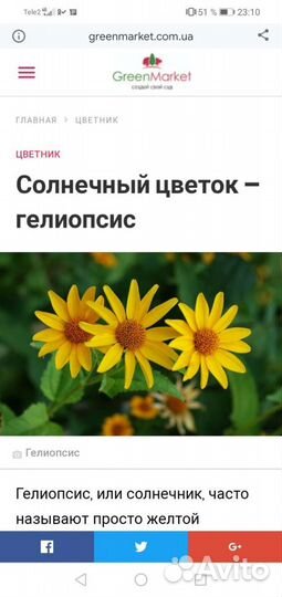 Многолетние цветы