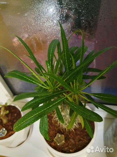 Пахиподиум ламера