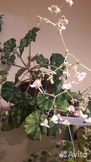 Комнатные цветы