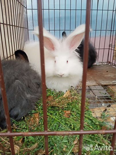 Кролики пуховые немецкая ангора