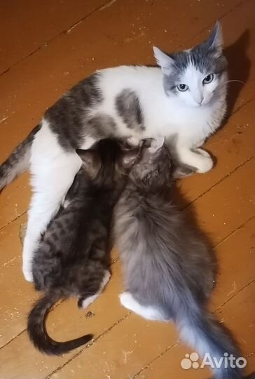 Отдам котят в дорые руки