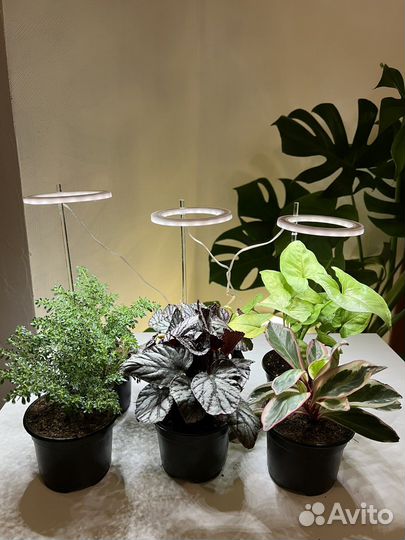Комнатные растения разные (бегония,пилея и др)