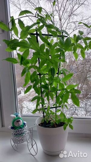 Вербена лимонная (для чая)