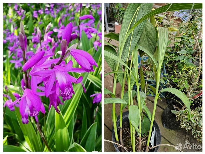 Блецила, блетилла,уличная орхидея