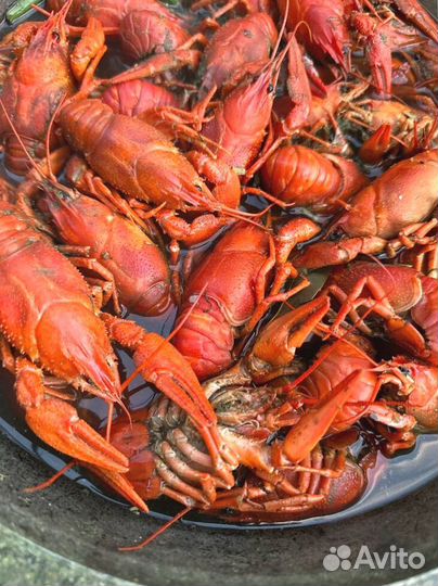 Раки для больших компаний от 3 кг