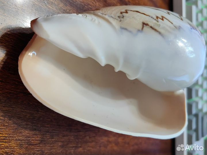 Ракушка натуральная