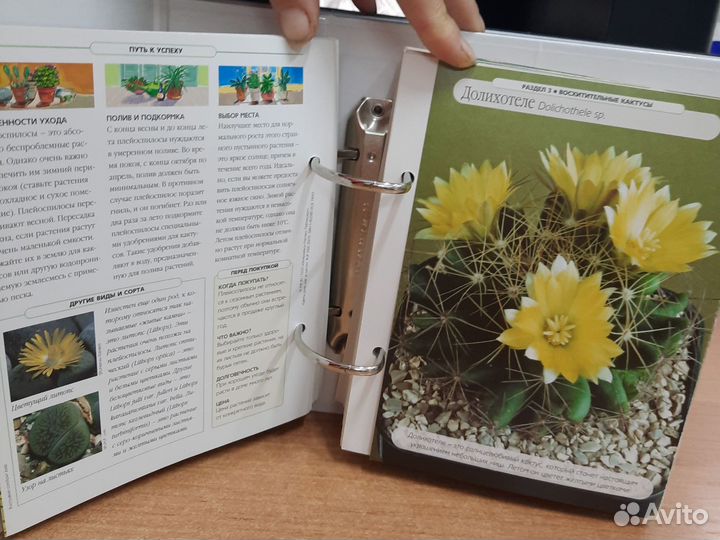 Папка цветы дома