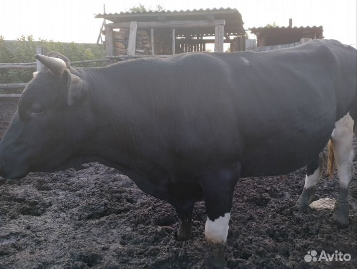 Бык на племя