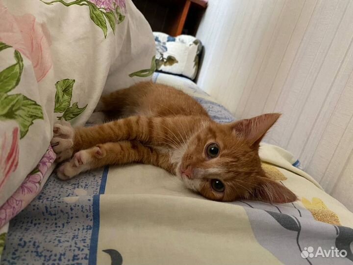 Отдам в добрые руки котёнка (мальчик)
