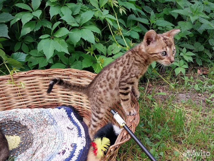 Бенгальские котята