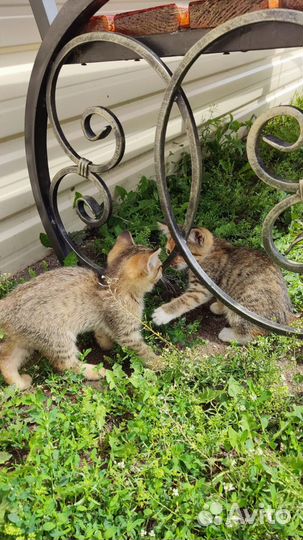 Котята в добрые руки приучены к лотку. Девочки