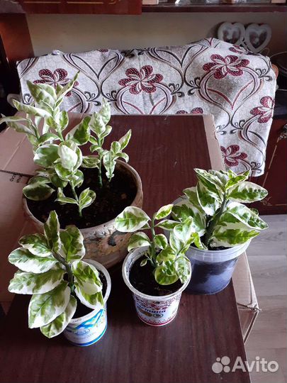 Педилантус, роскошный комнатный цветок