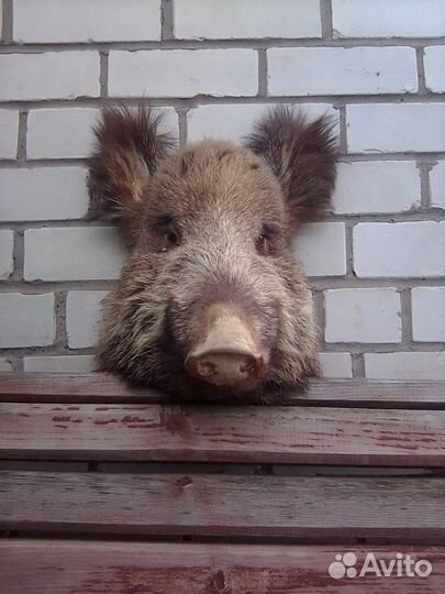 Чучело кабана