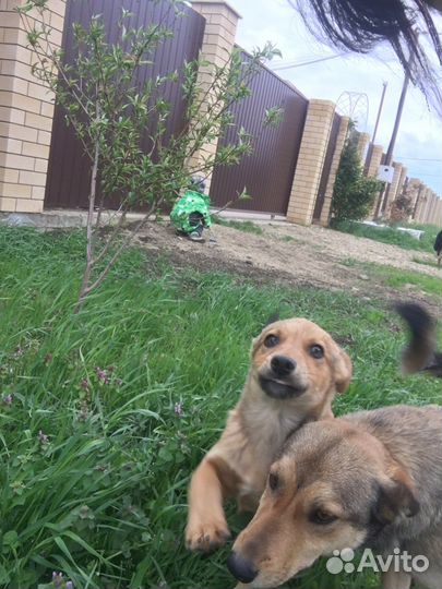 Щенок в добрые руки