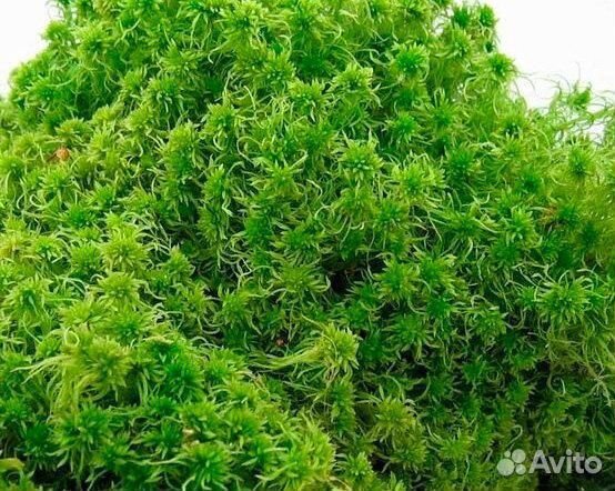 Мох сфагнум живой