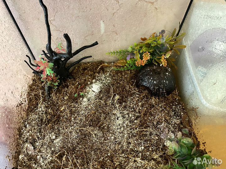 Террариум готовый