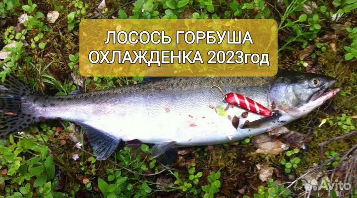 Горбуша Н/П охлажденка. Ожидается (улов 2023)