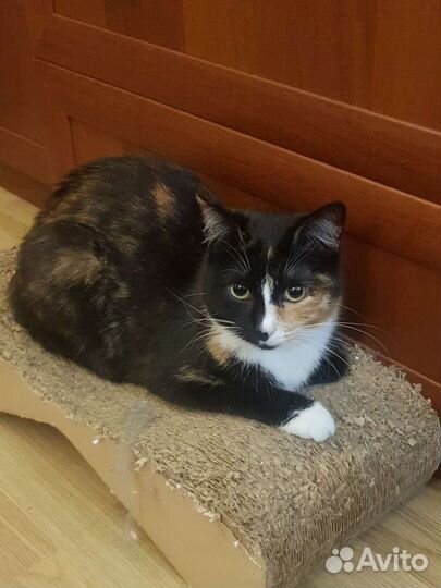 Трехцветка девочка Бонечка 1год стерилизованна и п