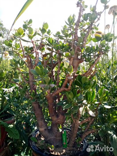 Толстянка(крассула-денежное дерево)