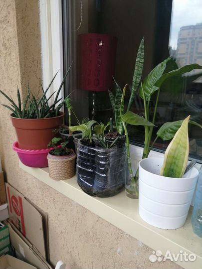 Цветы разные