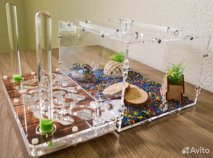 Муравьиная ферма 