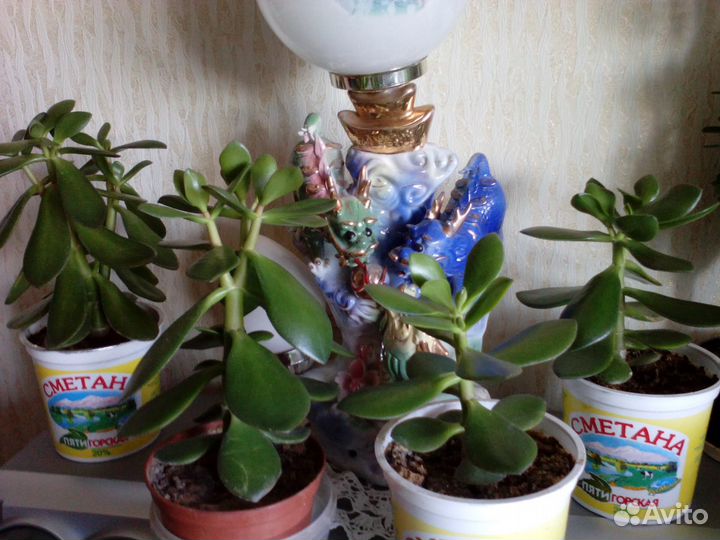 Алоэ 1, 3, 4 года, герань, денежное дерево