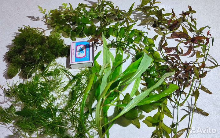 Аквариумные растения