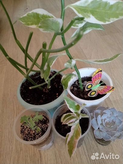 Суккуленты