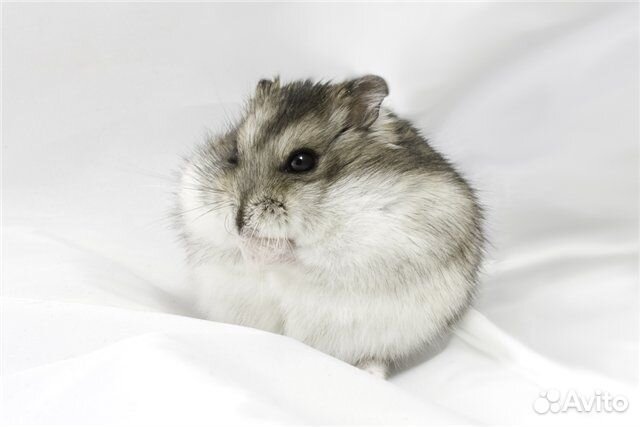 Джунгарский хомяк бесплатно