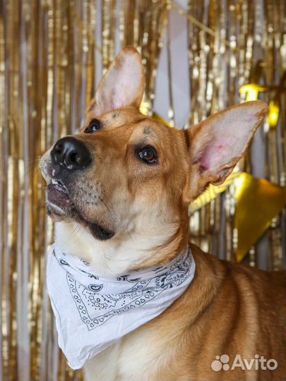 Собака в добрые руки отдам бесплатно