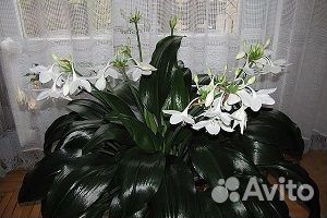 Лилия домашняя Эухарис,амазонская лилия