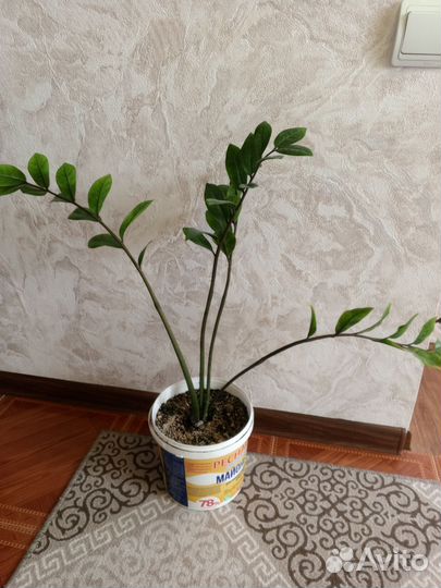 Замиокулькас