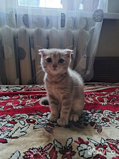 Котенок девочка в добрые руки