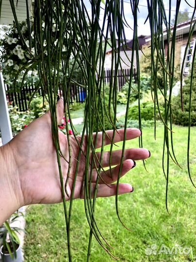 Рипсалис флокосса