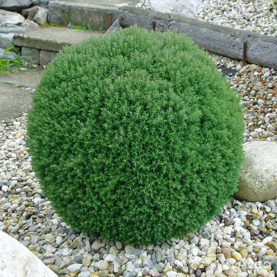 Туя шаровидная 0.5-1 м информация в описании