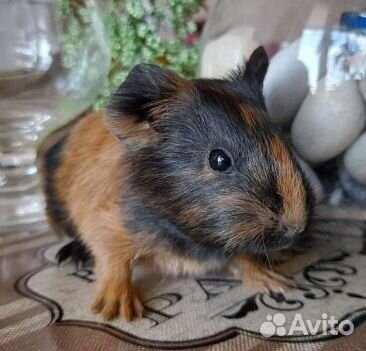 Морские свинки