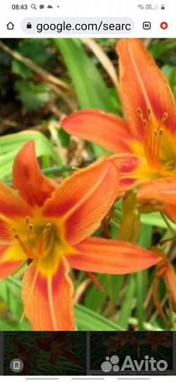 Лилейник(оранжевая лилия)