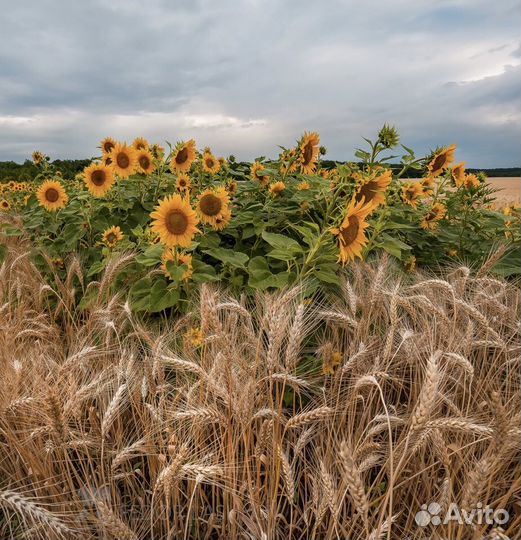 Зерно, Подсолненичк, Ку-ку руза, Овес