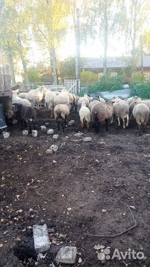 Овцы бараны на мясо