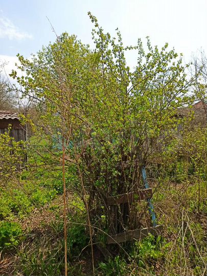 Дача 53 м² на участке 31 сот.