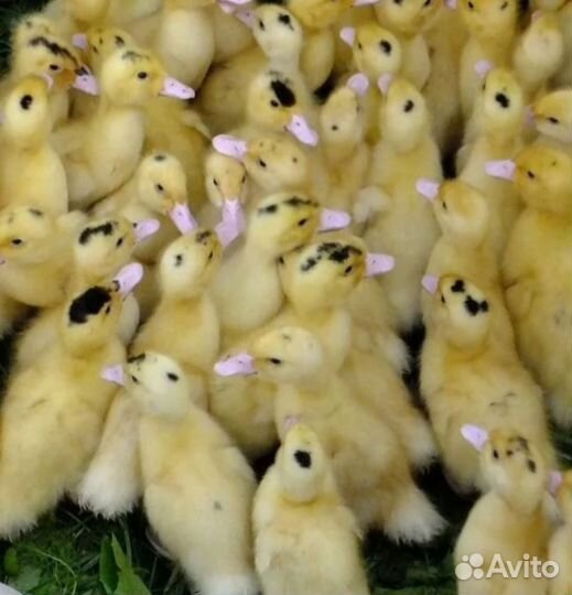 Утята Муларды