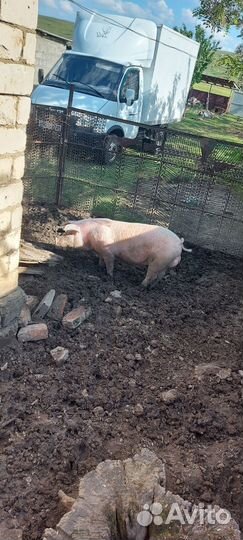 Молодой хряк на племя