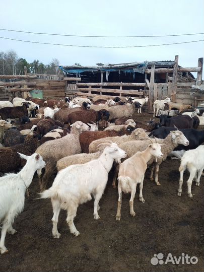 Курдючные бараны овцы