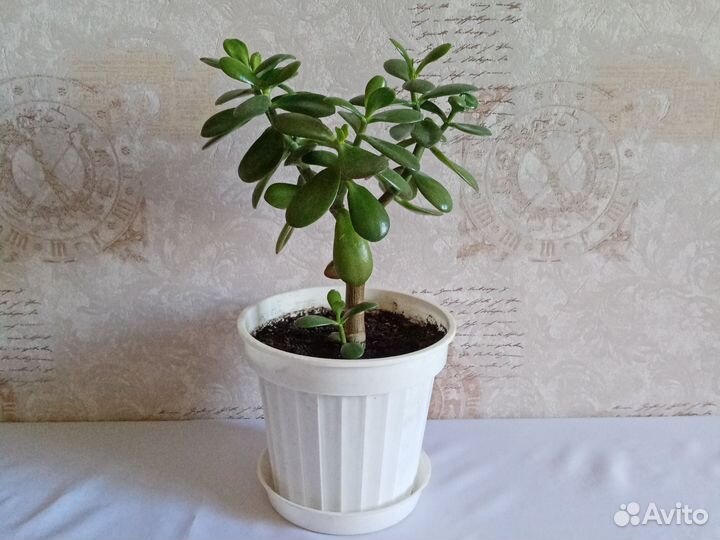 Толстянка, крассула