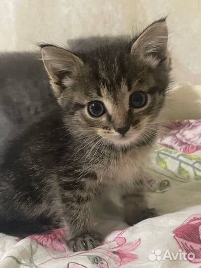 Отдам котенка в добрые руки