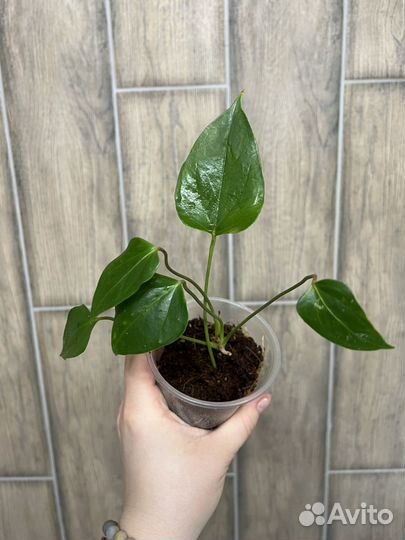 Антуриум Амалия Элегантная